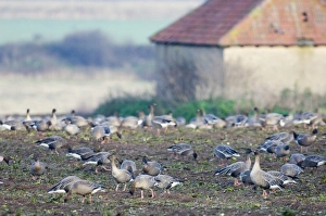 Pink-footed Geese Anser brachyrhynchus on field feeding on sugar beet tops North Pink-footed Geese Anser brachyrhynchus on field feeding on sugar beet tops North