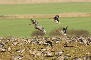 Pink-footed Geese Anser brachyrhynchus on field feeding on sugar beet tops North Pink-footed Geese Anser brachyrhynchus on field feeding on sugar beet tops North