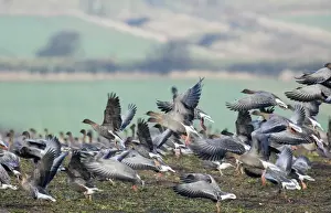 Pink-footed Geese Anser brachyrhynchus on field feeding on sugar beet tops North