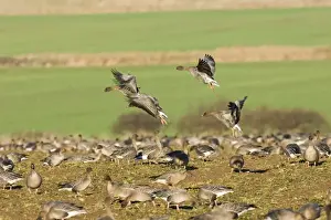 Pink-footed Geese Anser brachyrhynchus on field feeding on sugar beet tops North