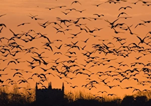 Pink-footed Geese Anser brachyrhynchus flock silhouetted at sunset Holkham North Pink-footed Geese Anser brachyrhynchus flock silhouetted at sunset Holkham North
