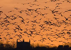 Pink-footed Geese Anser brachyrhynchus flock silhouetted at sunset Holkham North