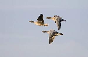 Geese Prints: Pink-footed Geese Anser brachyrhynchus Norfolk