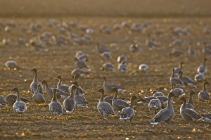 Geese Prints: Pink-footed Geese Anser brachyrhynchus Norfolk