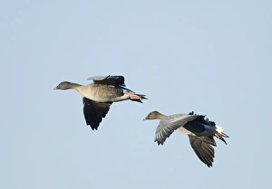 Pink-footed Goose Anser brachyrhynchus North Norfolk winter