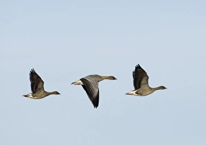 Pink-footed Goose Anser brachyrhynchus North Norfolk winter
