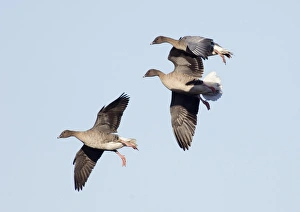 Pink-footed Goose Anser brachyrhynchus North Norfolk winter