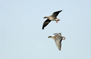Pink-footed Geese Anser brachyrhynchus North Norfolk winter