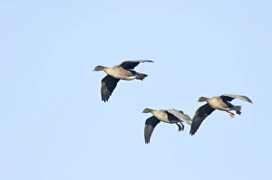 Pink-footed Goose Anser brachyrhynchus North Norfolk winter