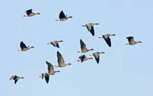 Pink-footed Goose Anser brachyrhynchus North Norfolk winter