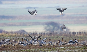 Pink-footed Geese Anser brachyrhynchus North Norfolk winter