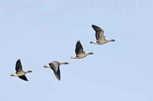 Pink-footed Goose Anser brachyrhynchus North Norfolk winter