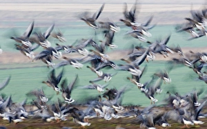 Pink-footed Geese Anser brachyrhynchus North Norfolk winter