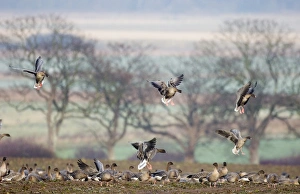 Pink-footed Geese Anser brachyrhynchus North Norfolk winter