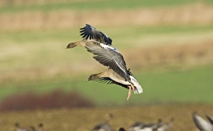 Pink-footed Goose Anser brachyrhynchus North Norfolk winter