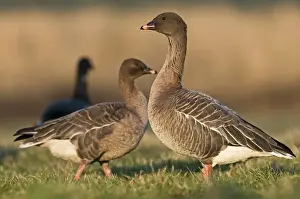Trending: Pink-footed Geese Anser brachyrhynchus North Norfolk January