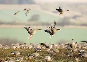 Pink-footed Geese Anser brachyrhynchus North Norfolk winter
