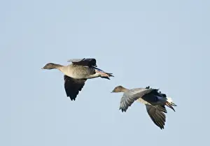 Pink-footed Geese Anser brachyrhynchus North Norfolk winter