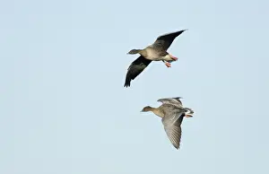 Pink-footed Geese Anser brachyrhynchus North Norfolk winter