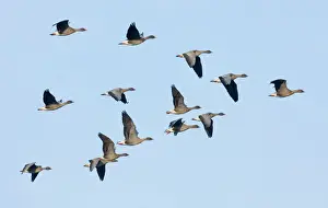 Trending: Pink-footed Geese Anser brachyrhynchus North Norfolk winter