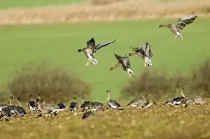 Pink-footed Geese Anser brachyrhynchus North Norfolk winter