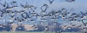 Pink-footed Geese Anser brachyrhynchus North Norfolk winter