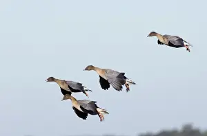 Pink-footed Geese Anser brachyrhynchus North Norfolk winter