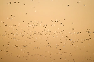 Pink-footed Geese Anser brachyrynchus arriving at roost in The Wash at Snettisham Pink-footed Geese Anser brachyrynchus arriving at roost in The Wash at Snettisham