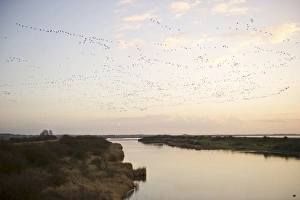 Pink-footed Geese Anser brachyrynchus arriving at dusk to night time roost out on Pink-footed Geese Anser brachyrynchus arriving at dusk to night time roost out on