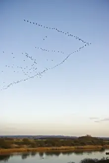 Pink-footed Geese Anser brachyrynchus arriving at dusk to night time roost out on