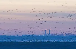 Pink-footed Geese Anser brachyrynchus arriving at roost in The Wash after dark