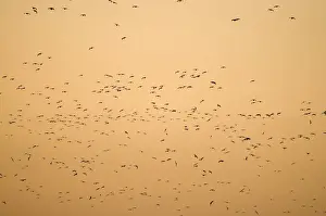 Pink-footed Geese Anser brachyrynchus arriving at roost in The Wash at Snettisham