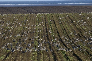 Pink-footed Geese Anser brachyrynchus on cut sugar beet field North Norfolk winter Pink-footed Geese Anser brachyrynchus on cut sugar beet field North Norfolk winter