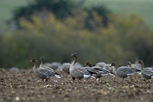 Pink-footed Geese Anser brachyrynchus on cut sugar beet field North Norfolk winter Pink-footed Geese Anser brachyrynchus on cut sugar beet field North Norfolk winter