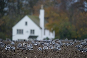 Pink-footed Geese Anser brachyrynchus on cut sugar beet field North Norfolk winter