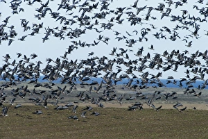 Pink-footed Geese Anser brachyrynchus on cut sugar beet field North Norfolk winter