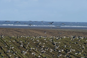 Pink-footed Geese Anser brachyrynchus on cut sugar beet field North Norfolk winter