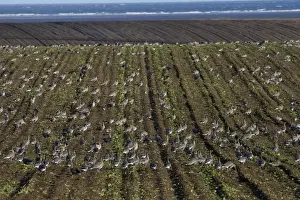 Flock Prints: Pink-footed Geese Anser brachyrynchus on cut sugar beet field North Norfolk winter