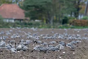 Pink-footed Geese Anser brachyrynchus on cut sugar beet field North Norfolk winter