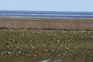 Pink-footed Geese Anser brachyrynchus on cut sugar beet field North Norfolk winter