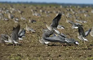 Pink-footed Geese Anser brachyrynchus on cut sugar beet field North Norfolk winter