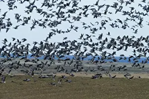 Pink-footed Geese Anser brachyrynchus on cut sugar beet field North Norfolk winter