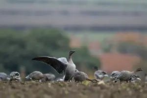 Pink-footed Geese Anser brachyrynchus on cut sugar beet field North Norfolk winter