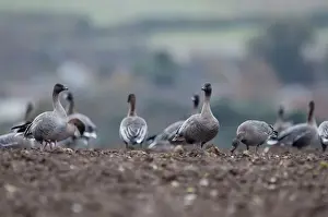 Pink-footed Geese Anser brachyrynchus on cut sugar beet field North Norfolk winter