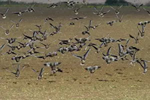 Pink-footed Geese Anser brachyrynchus on cut sugar beet field North Norfolk winter