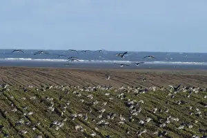 Pink-footed Geese Anser brachyrynchus on cut sugar beet field North Norfolk winter