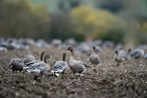 Pink-footed Geese Anser brachyrynchus on cut sugar beet field North Norfolk winter