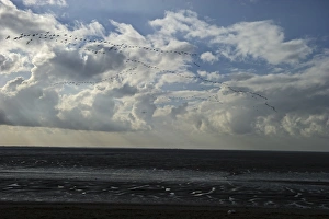 Pink-footed Geese Anser brachyrynchus flighting over the mudflats of the Wash at Pink-footed Geese Anser brachyrynchus flighting over the mudflats of the Wash at