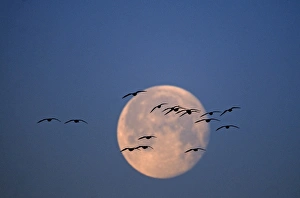 Pink-footed Geese Anser brachyrynchus flying soon after dusk and silhouetted against Pink-footed Geese Anser brachyrynchus flying soon after dusk and silhouetted against