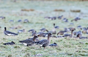 Pink-footed Geese Anser brachyrynchus Holkham Norfolk winter Pink-footed Geese Anser brachyrynchus Holkham Norfolk winter